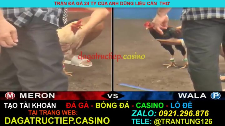 Trận Gà Xổ 24 Tỷ Của Anh Võ - Đá Gà Campuchia Hay Nhất - Đá Gà Cựa Sắt - Đá  Gà Trực Tiếp Casino