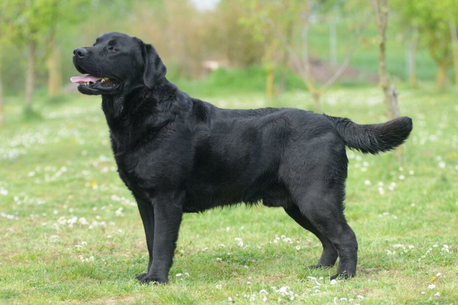 Labrador Retriever | Characteristics, History, & Facts | Britannica