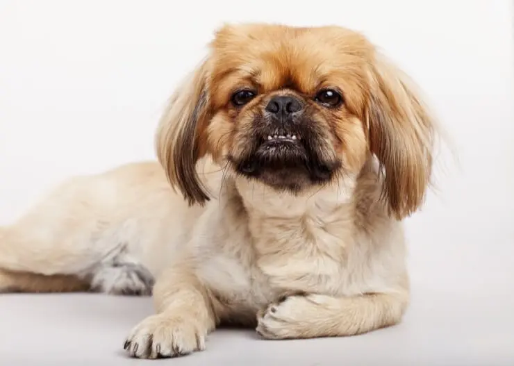 Pug Shih Tzu Mix Care Guide: The Perfect Couch Potato? | Perfect Dog Breeds
