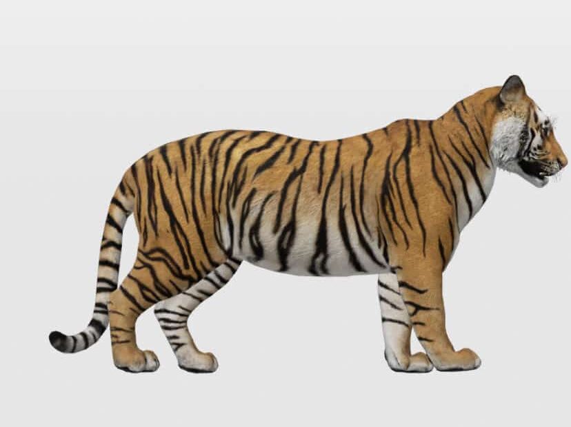 Teaching Resources: Google'S 3D Animals