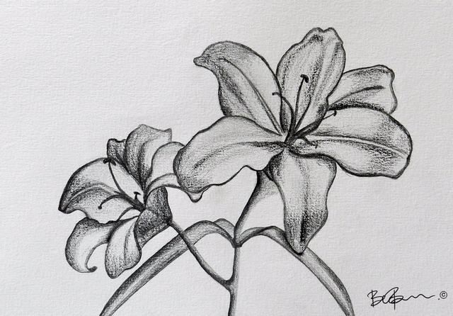 Hình Vẽ Các Loài Hoa Bằng Bút Chì – Phần 7 | Flower Drawing, Lilies  Drawing, Flower Sketches