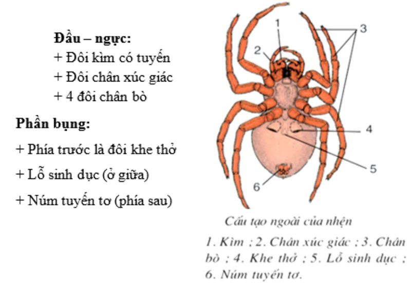 Con Nhện Có Mấy Chân? Các Loài Nhện Phổ Biến Ở Việt Nam