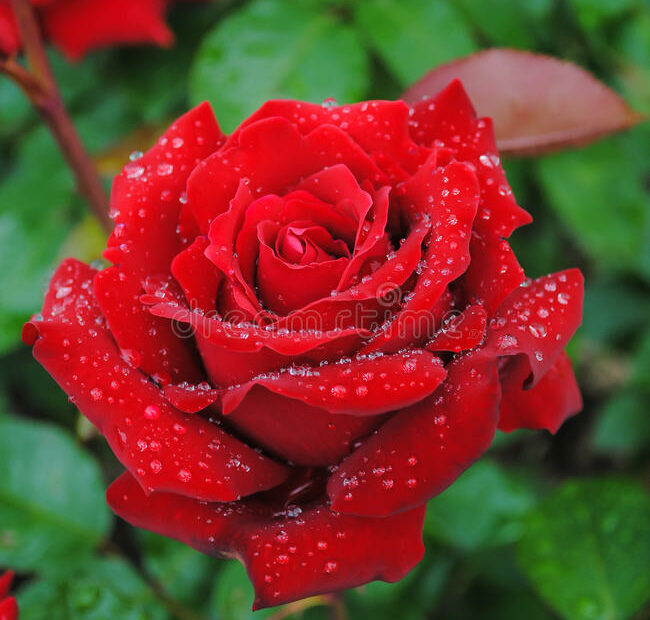 Dark Red Rose With Rain Drops Stock Photo - Image Of Rain, Drops: 47256306