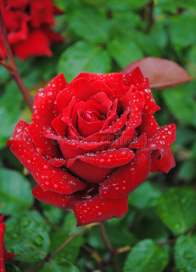 Dark Red Rose With Rain Drops Stock Photo - Image Of Rain, Drops: 47256306