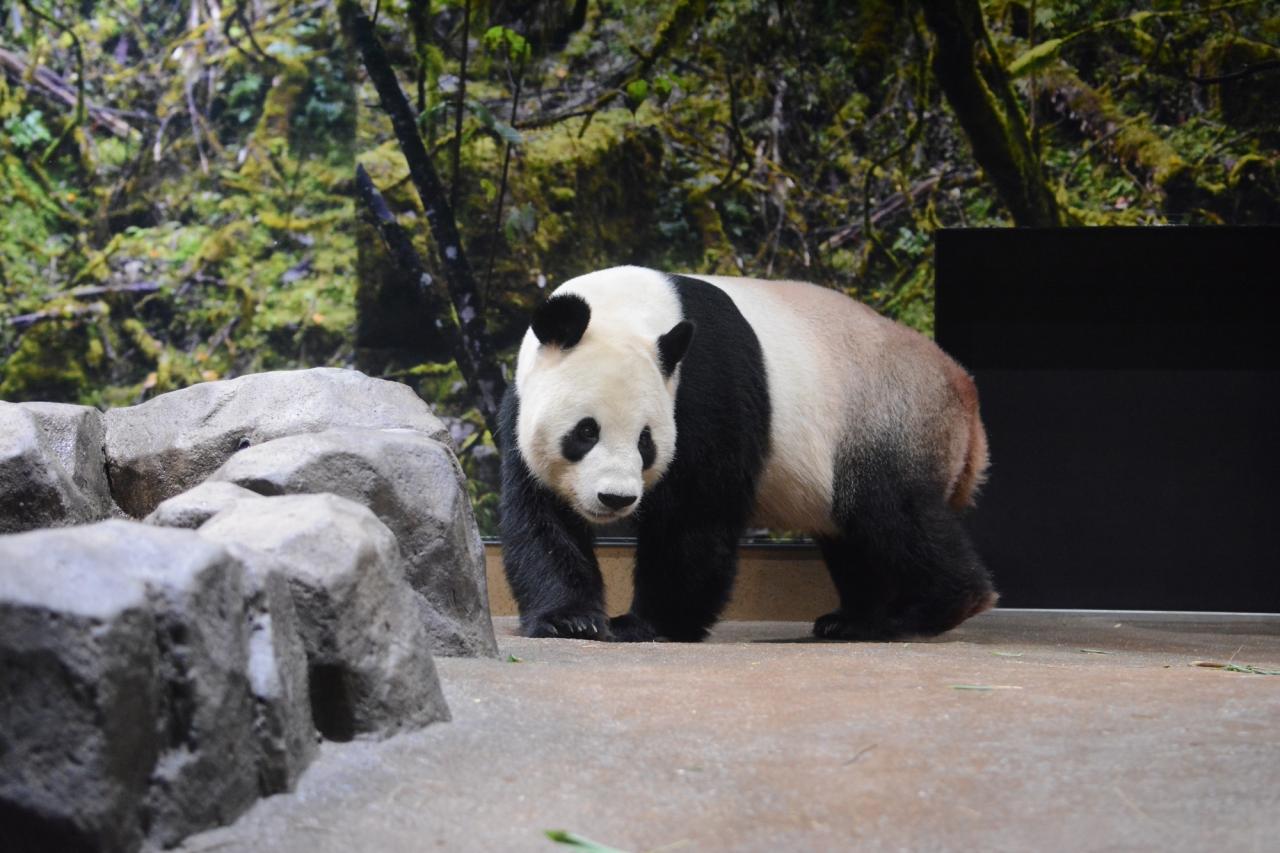 Ueno Zoo Has Opened A New Panda Enclosure That Resembles The Bear'S Habitat