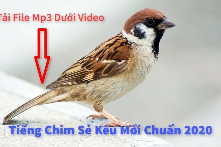 Tiếng Chim Sẻ Kêu Mồi Chuẩn 2020 - Youtube