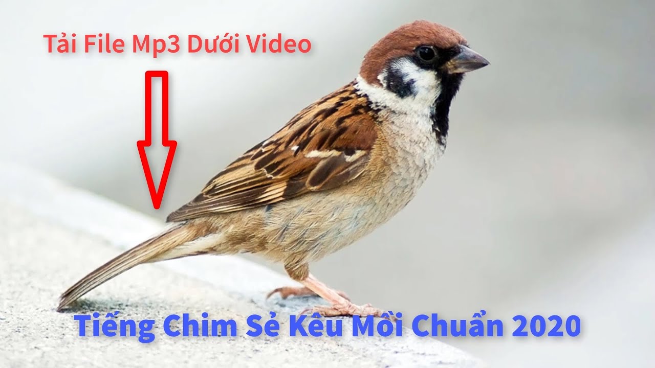 Tiếng Chim Sẻ Kêu Mồi Chuẩn 2020 - Youtube