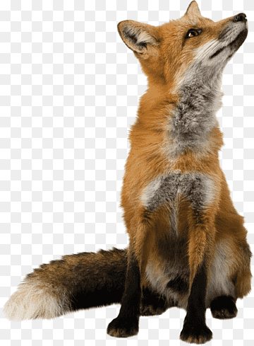 Red Fox Arctic Fox Food Chain Food Web Fennec Fox, Arctic Fox, Food,  Animals, Eating Png | Pngwing