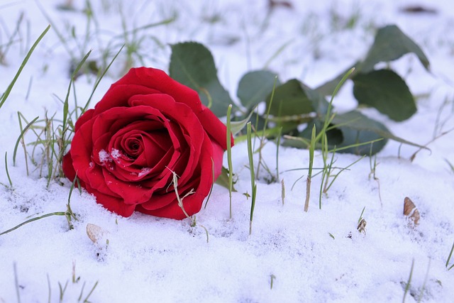 40+ Free Red Rose In Snow & Winter Images - Pixabay