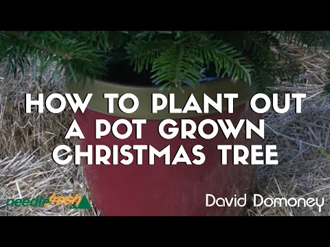 How To Plant Out A Pot Grown Christmas Tree