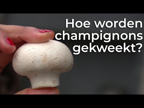 Hoe worden champignons gekweekt? | Doen Ze Dat Zo? | Het Klokhuis