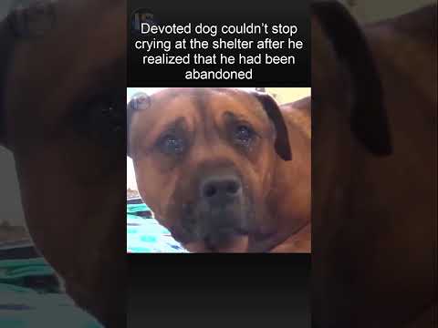 The dog started crying when he realized that the owner left him in a dog shelter