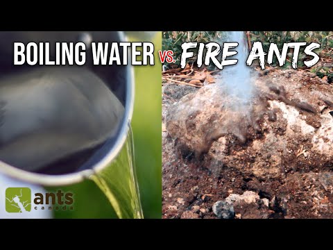 Pouring Boiling Water Onto a Fire Ant Nest