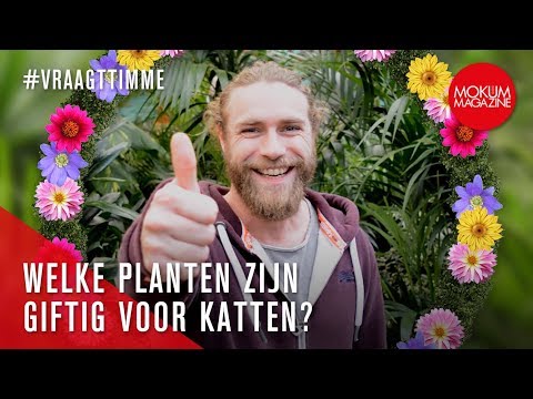 Welke platen zijn giftig voor katten? - Vraag 't Timme