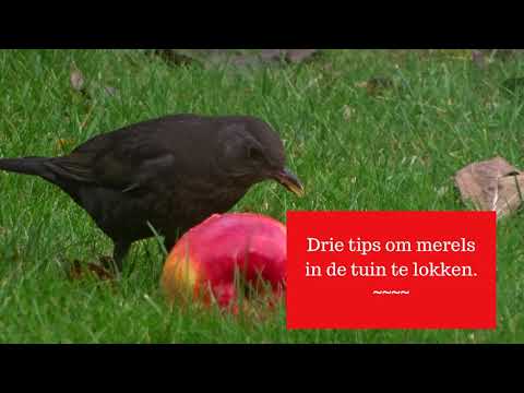 Een merel eet een appel + 3 tips om de merel te lokken