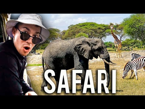 Crazy Animal Encounters in Tarangire, Tanzania 🇹🇿