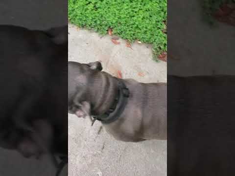 Why does this cute pittie have a bald spot? #short #dog #pitbull