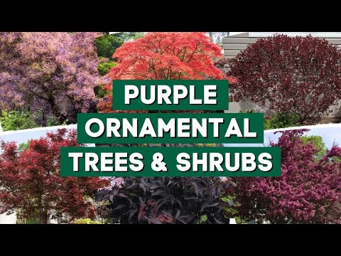 9 Catchy Ornamental Trees and Shrubs With Purple Leaves 🍁🌳🌲 // PlantDo Home & Garden