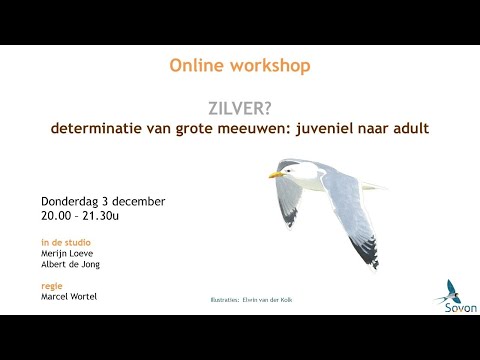 Online workshop: hoe determineer je grote meeuwen? Deel II