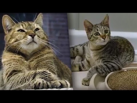 African Wild Cat with a Domestic Cat Mother | Making Animal Babies | BBC Earth