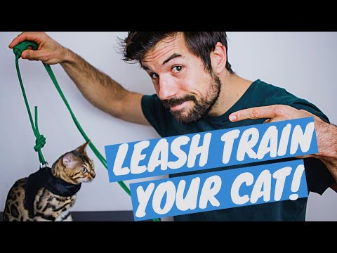 TRAIN YOUR CAT TO WALK ON A LEASH Using Positive Reinforcement - TUTORIAL