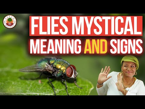 FLIES: Spiritual Meanings and what you need to know! | Yeyeo Botanica