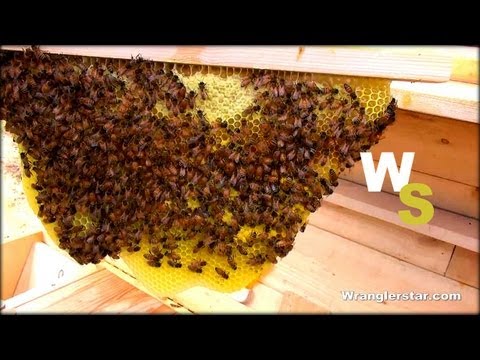 Beekeeping For Beginners Honeycomb