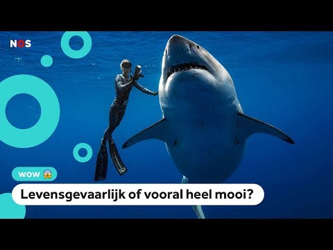 Onderzoeker zwemt naast gigantische mensenhaai