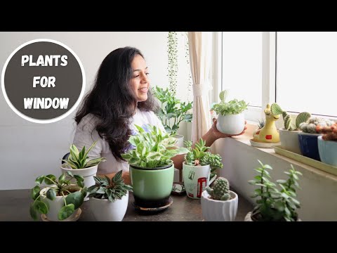 Best House Plants to Grow on a Window Sill | Plants for Window Garden