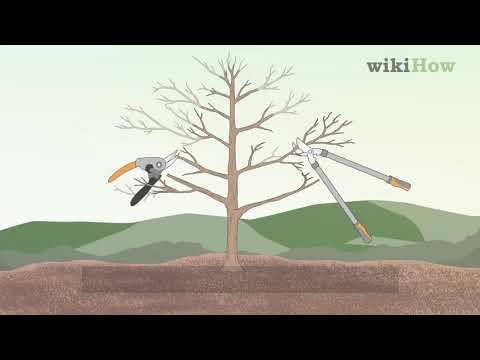 How to Prune Apple Trees