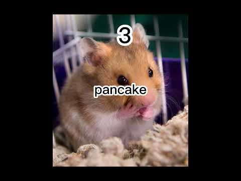 Great names to name your hamster #shorts #viral