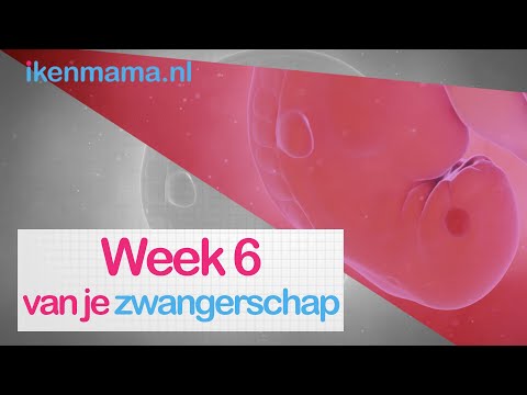 6 weken zwanger? Bekijk symptomen, informatie over de echo en je kindje en je lichaam | ikenmama.nl