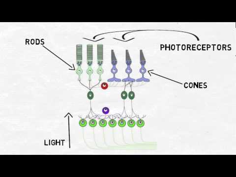 2-Minute Neuroscience: The Retina