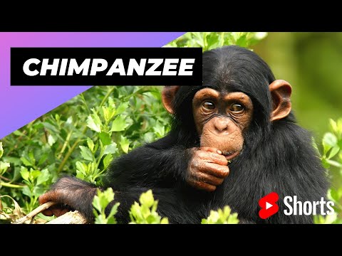 Chimpanzee 🐒 The Most Intelligent Animal In The World #shorts #chimpanzee #intelligentanimal