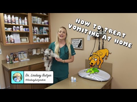 How To Treat Vomiting at Home? | Vomiting dog?