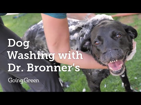 Dog Washing with Dr. Bronner's