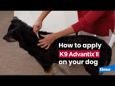 How to Apply K9 Advantix® II to Your Dog