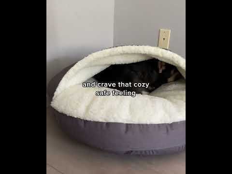 Introducing the Snoozer Cozy Cave Dog Bed - The Perfect Bed for Burrowing Dogs!