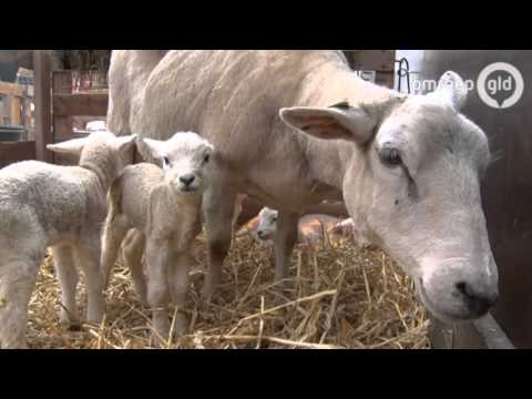 Schaap krijgt vijf lammetjes