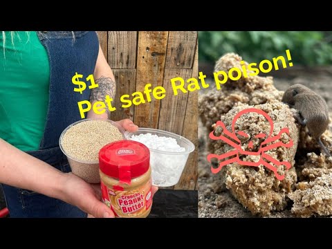 Making Pet Friendly Rat Mouse poison for cheap!