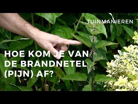 De Brandnetel en hoe krijg je de brandnetel weg? En wat doe je tegen brandnetel pijn?