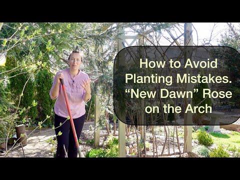 How to Avoid Planting Mistakes. New Dawn Rose and the Arch.