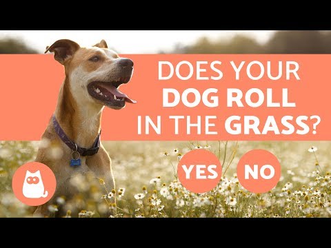 Why Do Dogs Roll in the Grass?