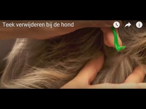 Teek verwijderen bij de hond