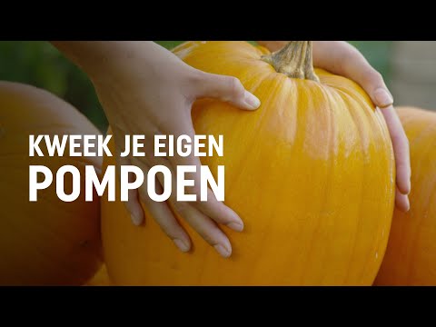 Pompoen zaaien, kweken en oogsten | DIY video | Pokon: Groen doet je goed!