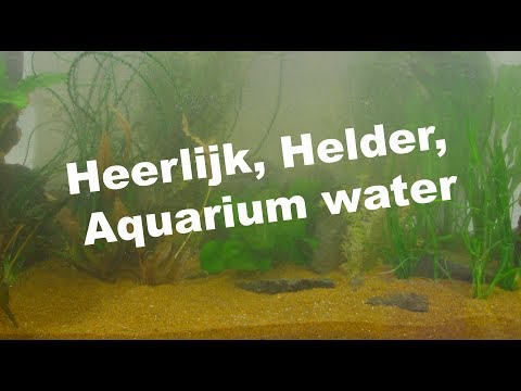 Heerlijk helder, aquarium water. Tips voor een kristal helder aquarium water